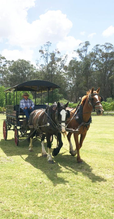 45-Minute Vineyard Horse-Drawn Carriage Ride