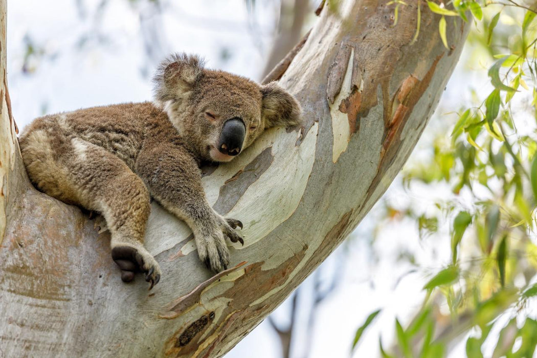 Gold Coast Eco Safari - We Wander