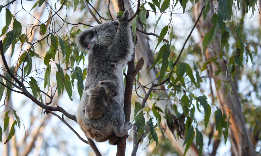 Gold Coast Eco Safari - Wild Animal Encounters And Electric Boat Cruise - We Wander