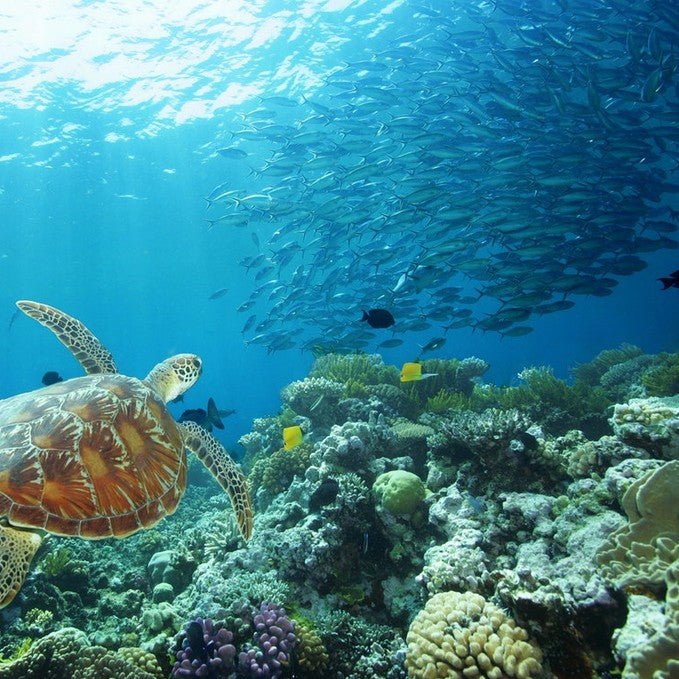 Great Barrier Reef Full Day Adventure - We Wander