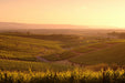 Half - Day Wine Tasting & Coast Experience - We Wander