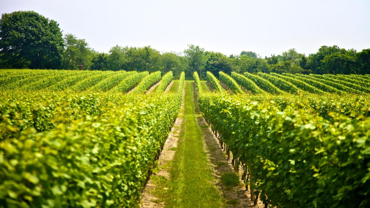 Half Day Winery Tour - Local Pickup From Mt Tamborine - We Wander