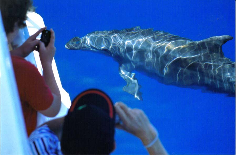 Hervey Bay Whale Search And Dolphin Watch - We Wander