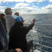 Hervey Bay Whale Search And Dolphin Watch - We Wander