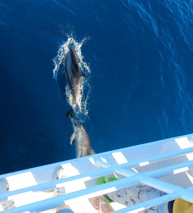 Hervey Bay Whale Search And Dolphin Watch - We Wander