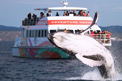 Hervey Bay Whale Watch - We Wander