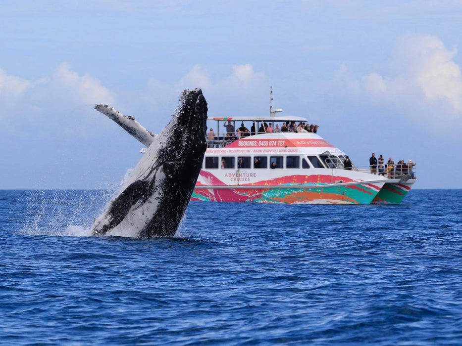 Hervey Bay Whale Watch - We Wander