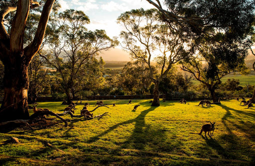 Hobart Highlights Day Tour - We Wander