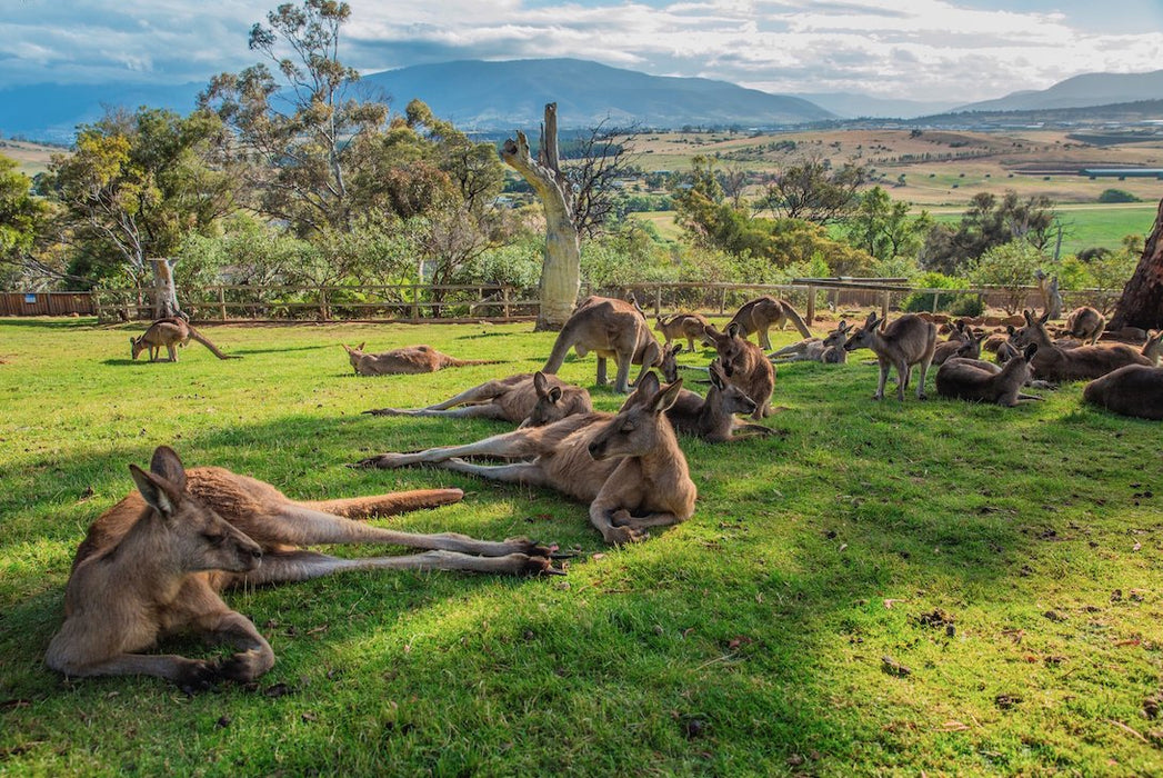 Hobart Highlights Day Tour - We Wander