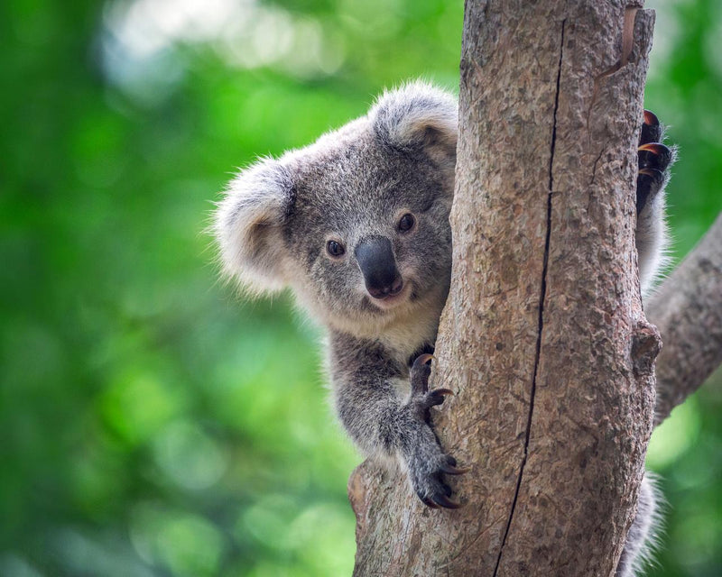 General Admission At Port Stephens Koala Sanctuary