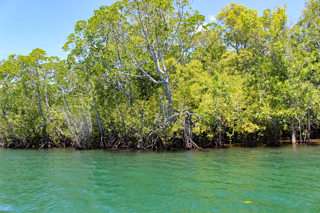 Johnstone River Croc & Wildlife Tour - We Wander