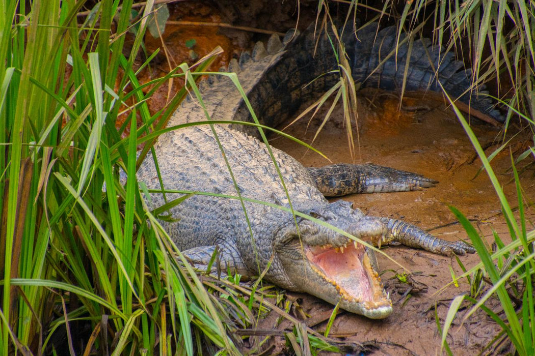 Johnstone River Croc & Wildlife Tour - We Wander