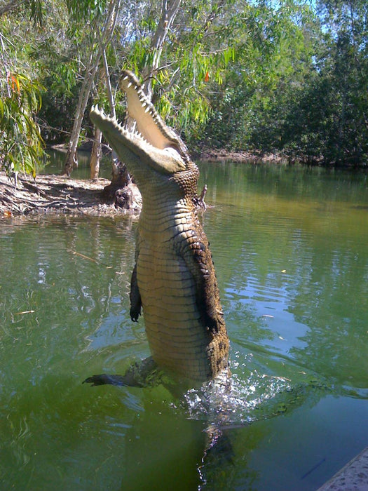 Hartley's Creek Adventures Day Pass