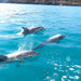 Kangaroo Island Ocean Safari - 2 Hour Swim With Dolphin, Seal & Coastal Snorkelling - We Wander