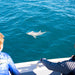 Kangaroo Island Ocean Safari - 2 Hour Swim With Dolphin, Seal & Coastal Snorkelling - We Wander