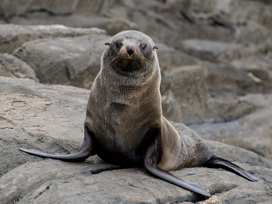 Kangaroo Island Ocean Safari - 75 Minute Safari - We Wander