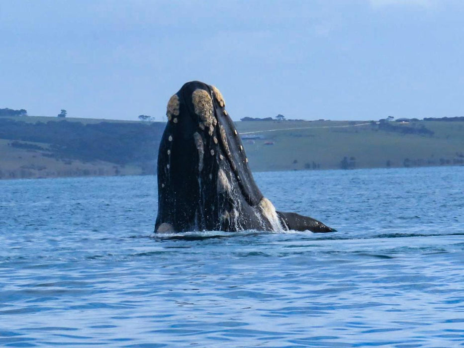 Kangaroo Island Ocean Safari - 75 Minute Safari - We Wander