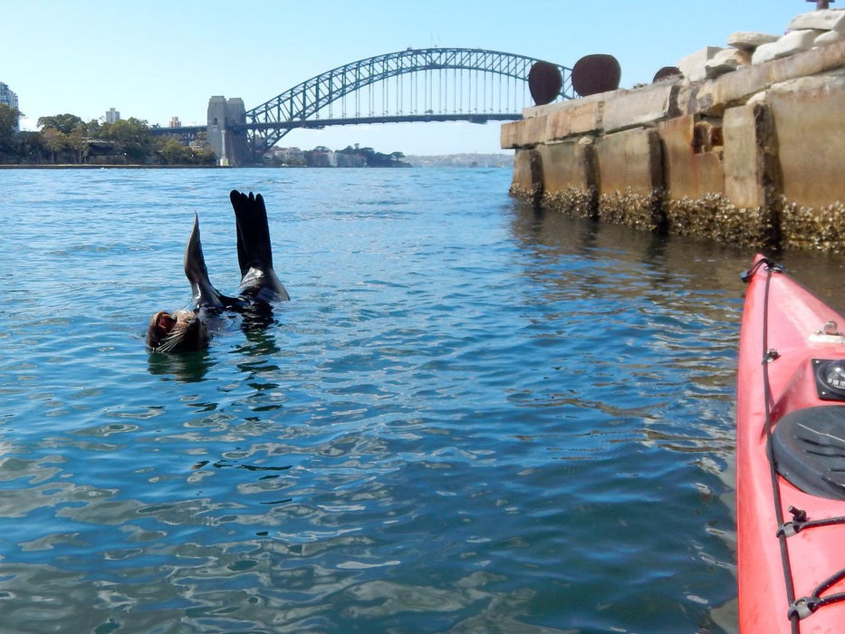 Kayak To Me - Mel At The Heart Of Sydney Harbour - We Wander