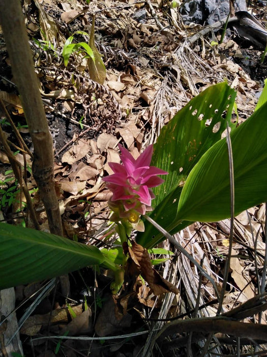 Litchfield Park Adventures + Berry Springs Natural Reserve - We Wander