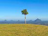 Maleny And Montville Tour With Artisan Village, Chocolate And Wine Tasting - We Wander