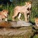 Melbourne Zoo General Entry - We Wander