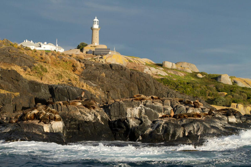 Montague Island Tour And Snorkel With The Seals - We Wander