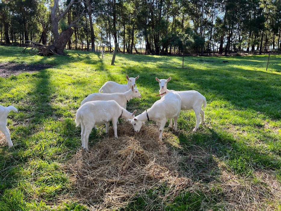 Mornington Peninsula Coastal Delights Tour - We Wander