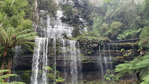 Mt Field Russell Falls, Bonorong, Richmond & Mt Wellington Day Tour - We Wander