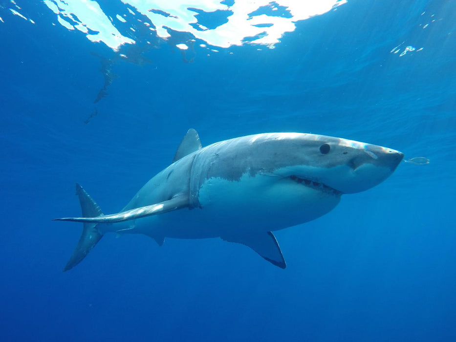 One Day Great White Shark Tour - We Wander