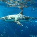 One Day Great White Shark Tour - We Wander