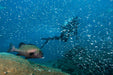 Outer Reef Or Muiron Island Dive And Snorkel Tour - We Wander