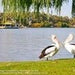 Paddle Boat Lunch Cruise & Hahndorf - Adelaide Hills Tour - We Wander