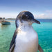 Penguin Island Adventure Tour - We Wander