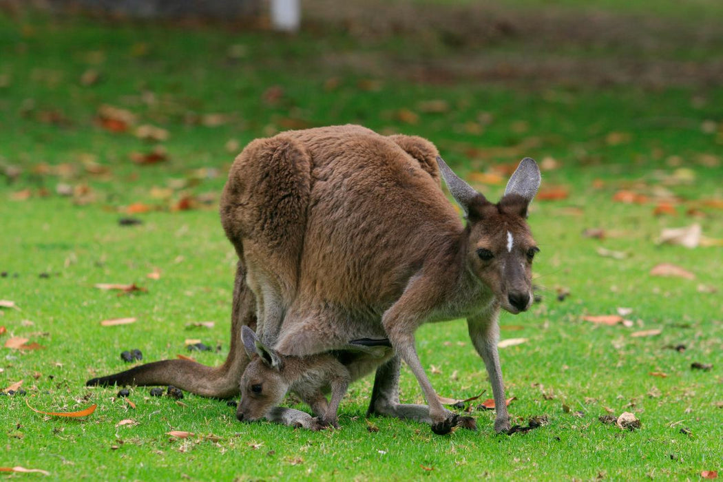 Photographing Australian Animals, Seascapes And Sunsets - We Wander