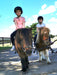 Pony Party - 1.5 Hours - Woodlands Lodge - We Wander