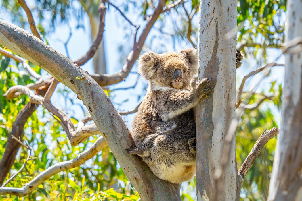 Port Lincoln - Wildlife, Sightseeing & 4Wd Tour - We Wander