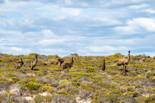 Port Lincoln - Wildlife, Sightseeing & 4Wd Tour - We Wander