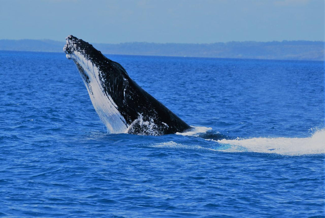 Premium Whale Watch Tour - We Wander