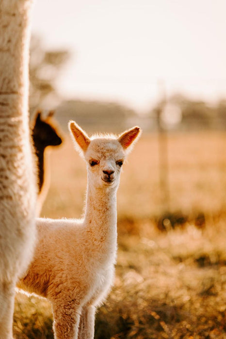 Private Online Alpaca Meet & Greet Experience - We Wander