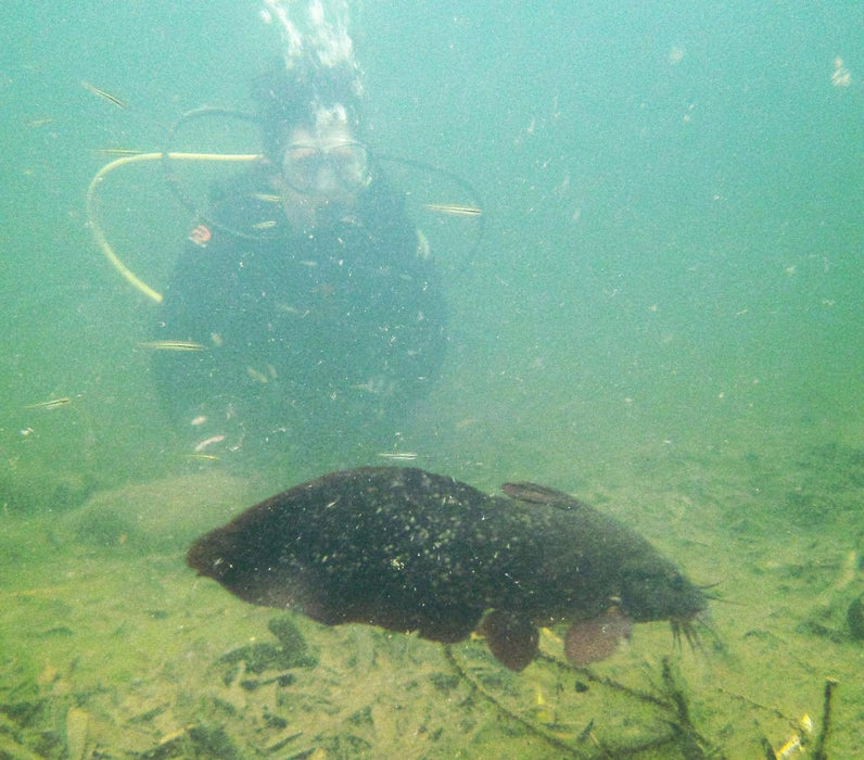 Rainforest Platypus Dive - We Wander