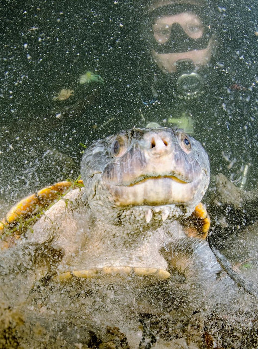 Rainforest Platypus Dive - We Wander