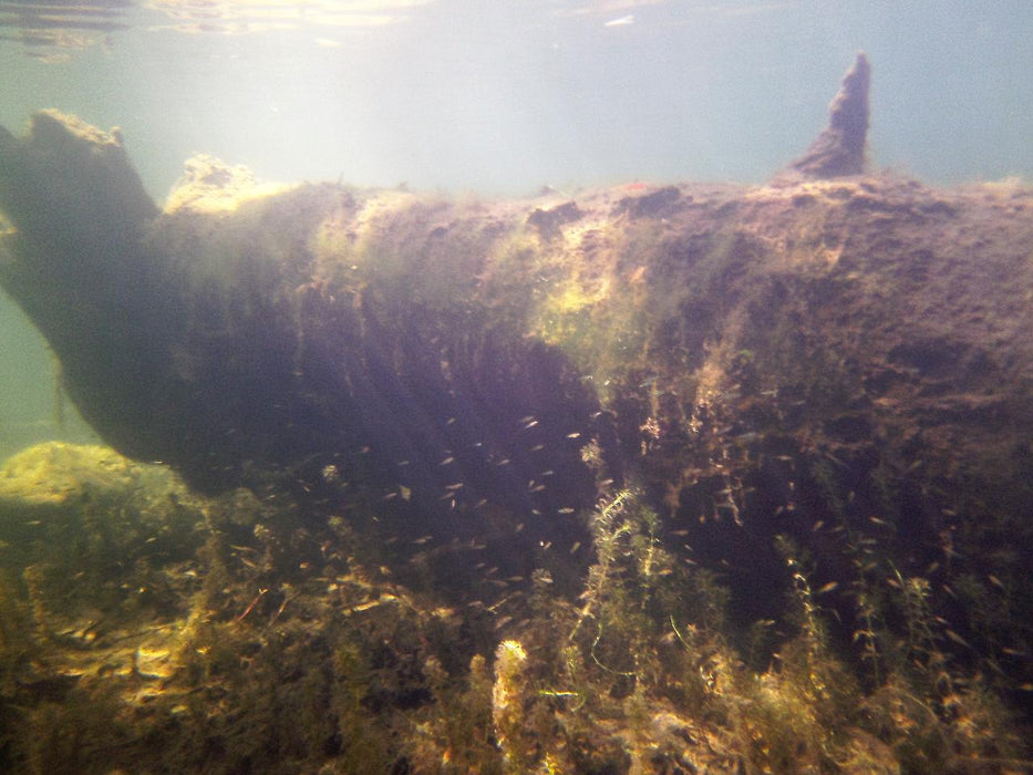 Rainforest Platypus Dive - We Wander