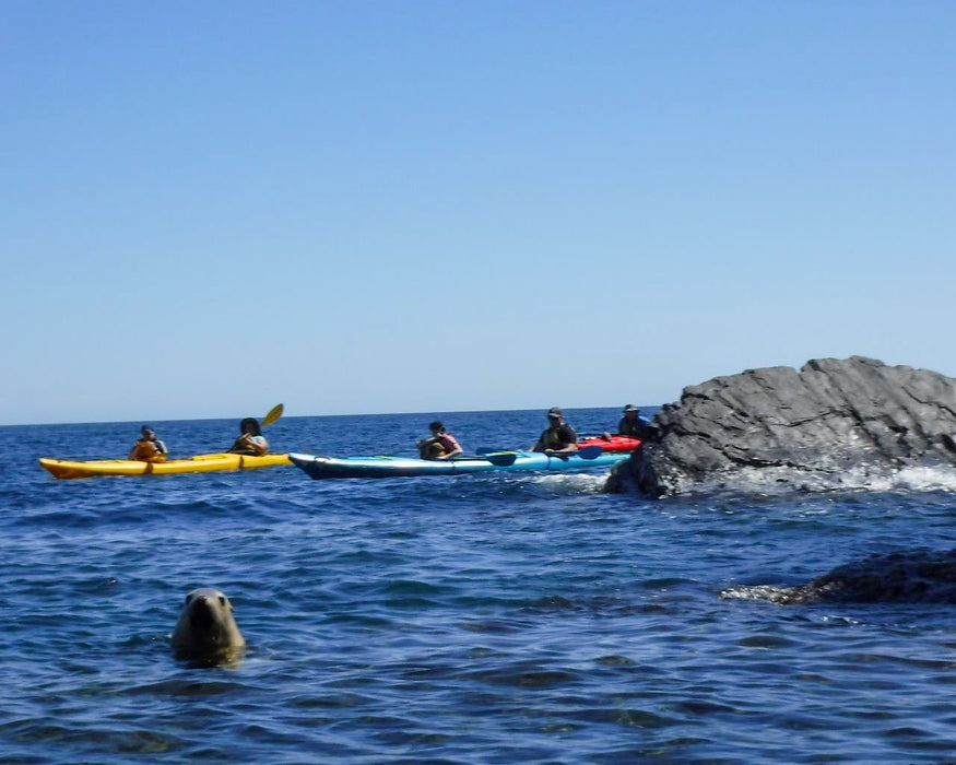 Rapid Bay Sea Kayaking Tour - We Wander