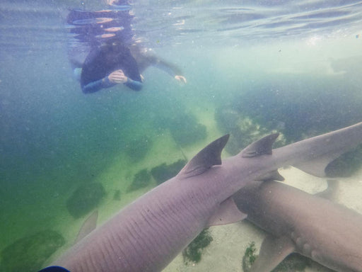 Reef Shark Snorkel With Entry Pass - We Wander