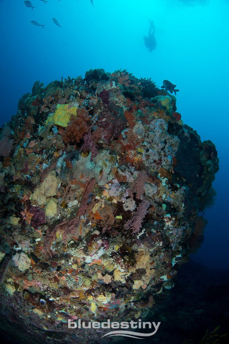 Rottnest Island (Wadjemup) Deep Dives - We Wander