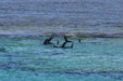 Rottnest Photographic Day Tour Without Ferry - We Wander