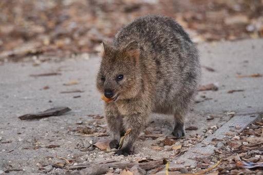 Rottnest Photographic Day Tour Without Ferry - We Wander