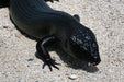 Rottnest Photographic Day Tour Without Ferry - We Wander
