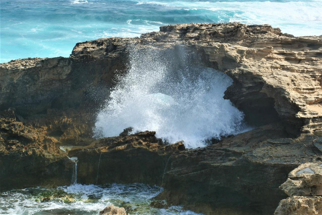 Rottnest Photographic Day Tour Without Ferry - We Wander