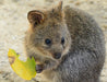 Rottnest Photographic Day Tour Without Ferry - We Wander